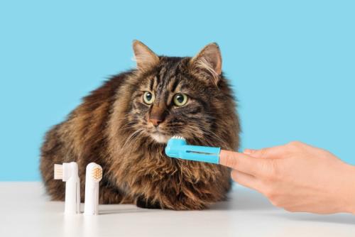青い歯ブラシで猫の歯を磨こうとする飼い主の手