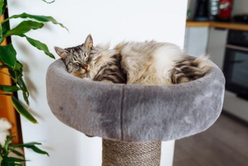 キャットタワーで眠る猫