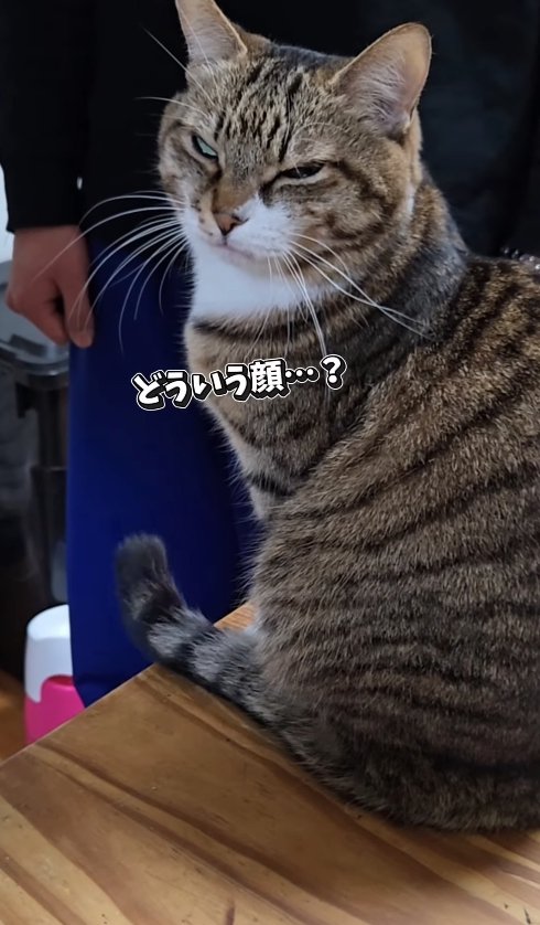 机の上にお座りをしている半目の猫「どういう顔…？」
