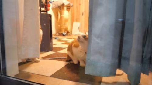 見上げるチップくん