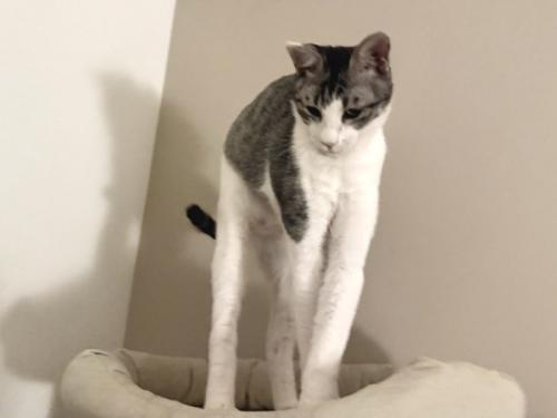 立ったまま伸びる猫