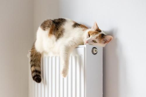 ヒーターで寝る猫
