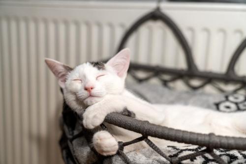 かごで眠っている猫