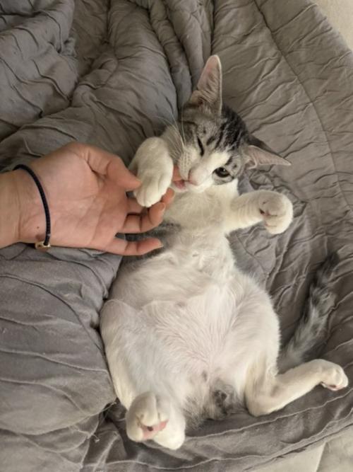 仰向けの猫