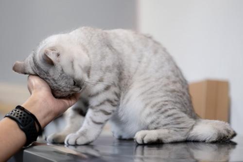 飼い主の手に頭をこすりつける猫