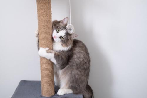 爪とぎをかじる猫