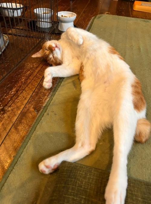 へそ天の猫