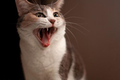 怒った顔の猫