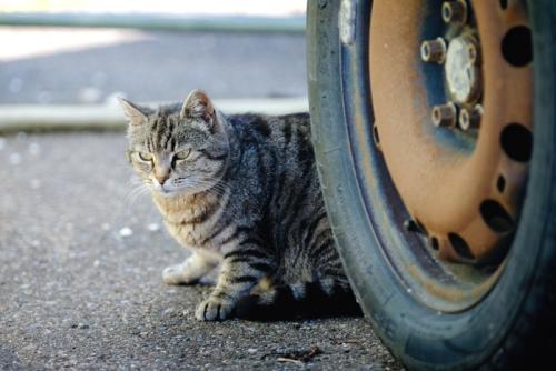 車と猫