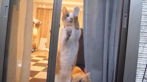 つかまり立ち