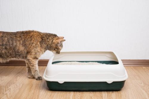 トイレの中を覗き込む猫