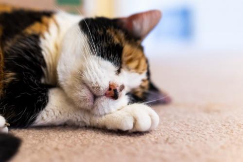 カーペットの上で穏やかに眠る猫