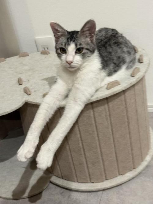 前足を伸ばしている猫
