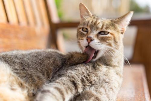 グルーミング猫