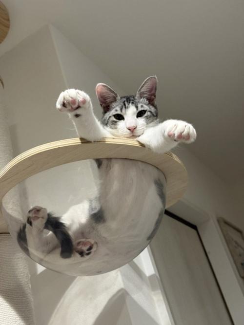 ボウルに入っている猫