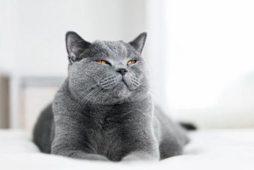 知らん顔する猫