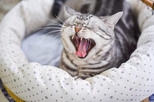 あくびをしている猫