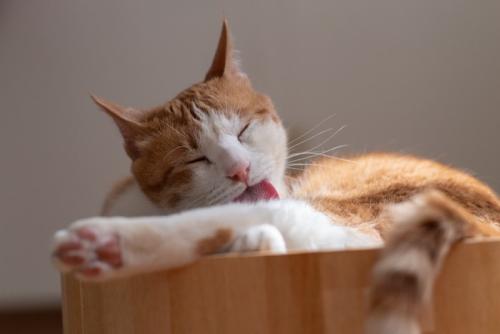 体を舐める猫