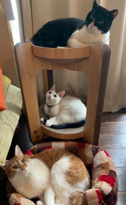 猫三匹