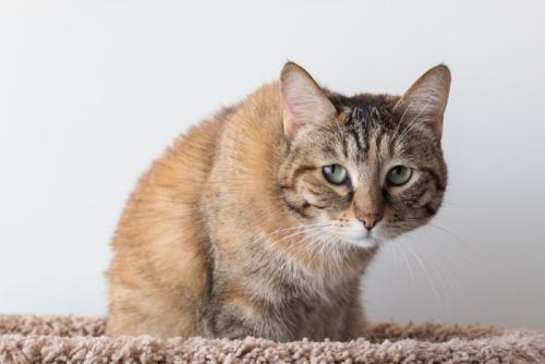 申し訳ない顔をする猫