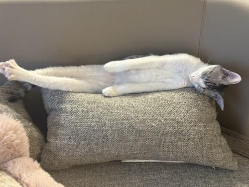 横に伸びる猫