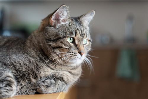 目をそらす猫