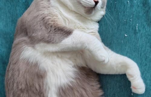 猫の前足