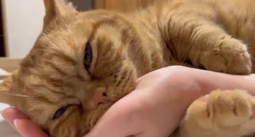 腕を噛む猫