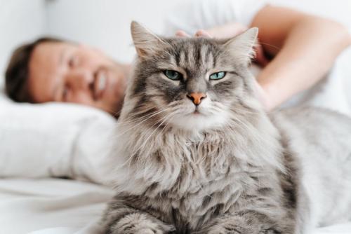 横になって猫を撫でる男性