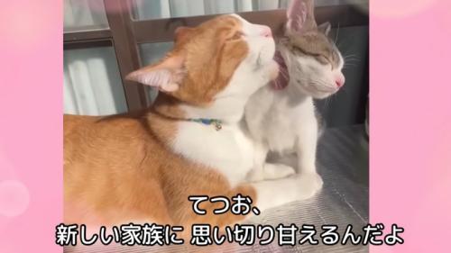 テロップ「てつお、新しい~」