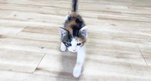 走って来る三毛さん2