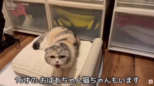 テロップ「16歳の~」