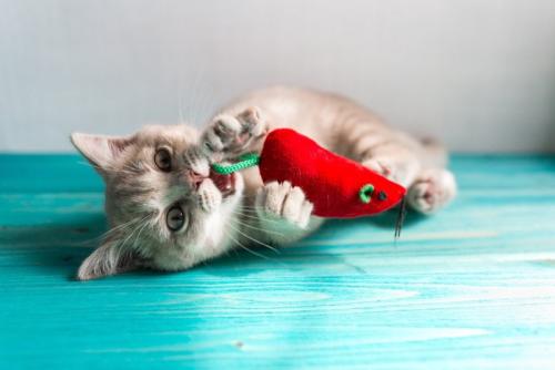 おもちゃのネズミで遊ぶ子猫
