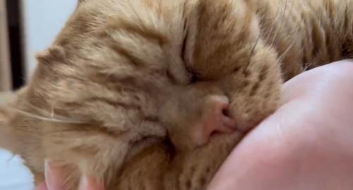 幸せそうな猫