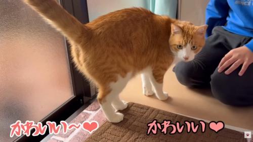 テロップ「かわいい~」