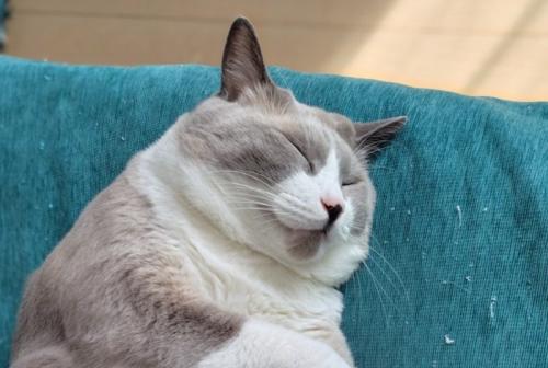 眠る猫の顔