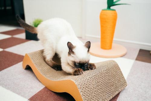 爪とぎをする子猫