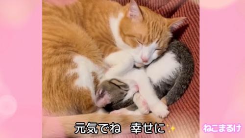 テロップ「元気でね 幸せに」