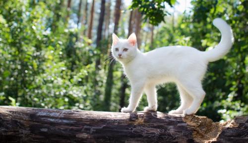 丸太の上の猫