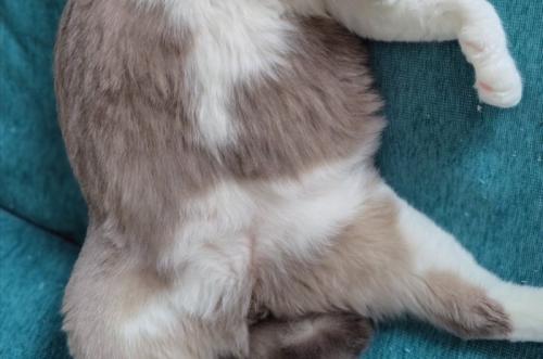 猫のお腹