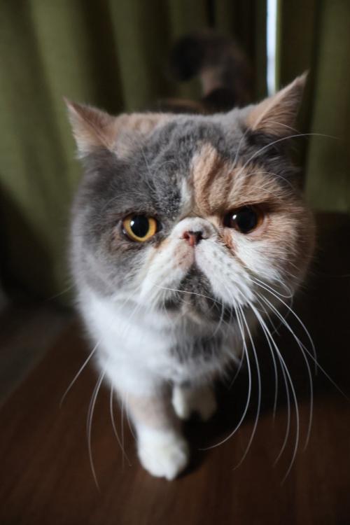 エキゾチック種の猫