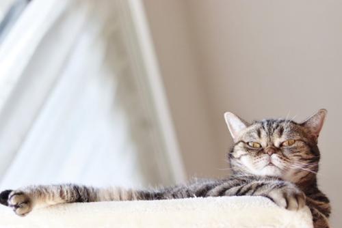 見下ろしてくる猫