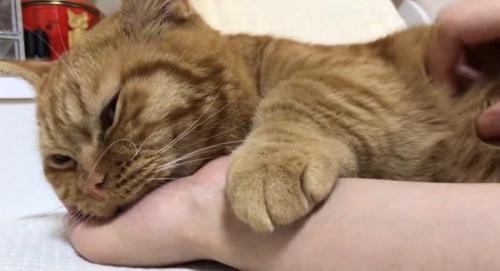 カメラ目線の猫