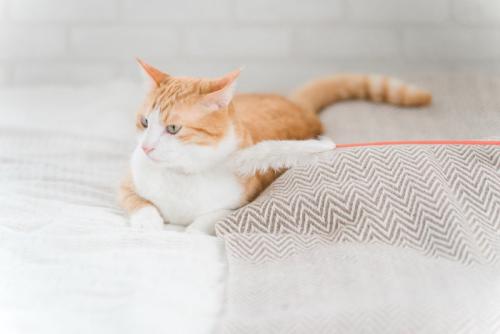 猫じゃらしに興味を示さない猫