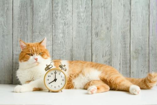 目覚まし時計と猫