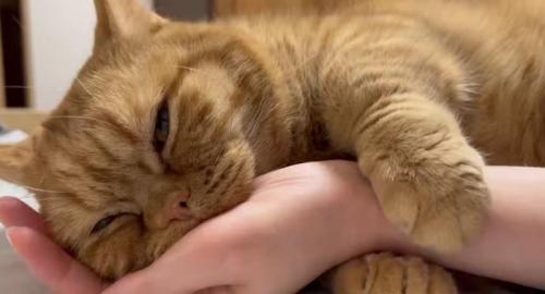 甘える猫