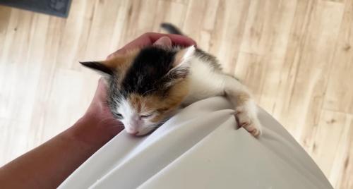撫でられて満足そうな三毛さん