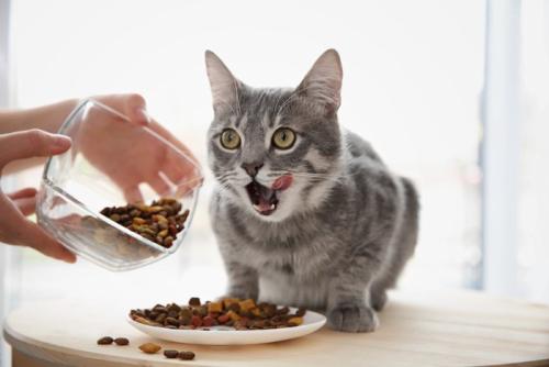 キャットフードを見て口のまわりを舐める猫