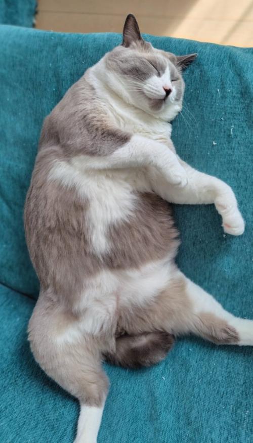 眠る猫