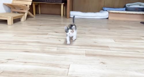 走って来る三毛さん